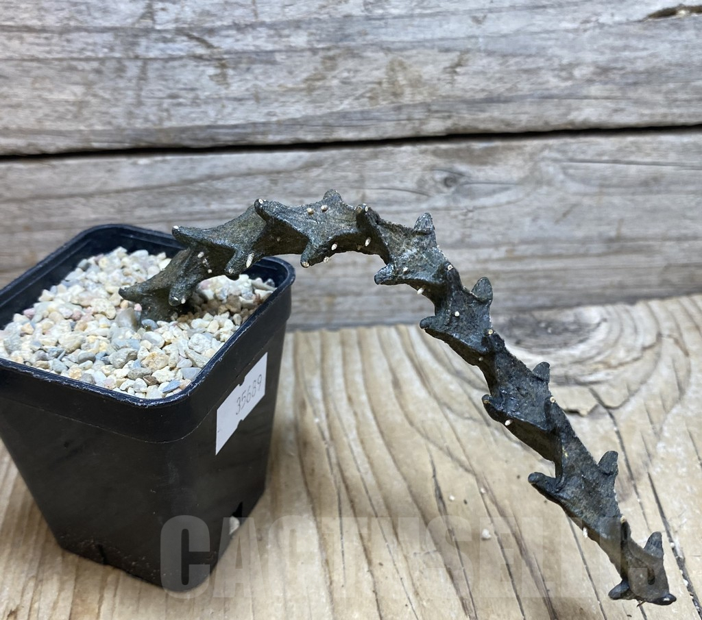 SHPR35689 Ceropegia armandii - Image 2