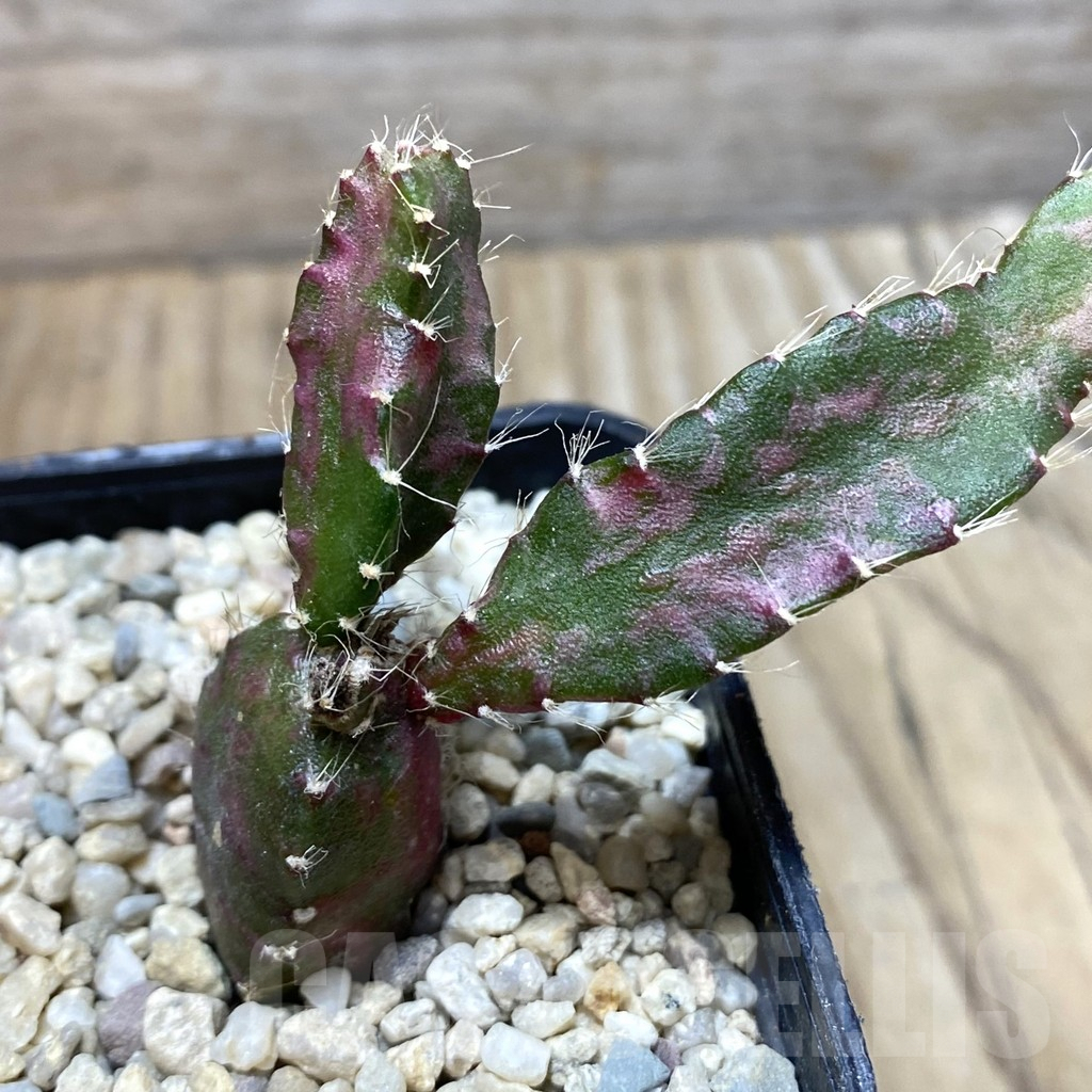 SHPR35690 Hylocalycium ‘Chimera variegata’