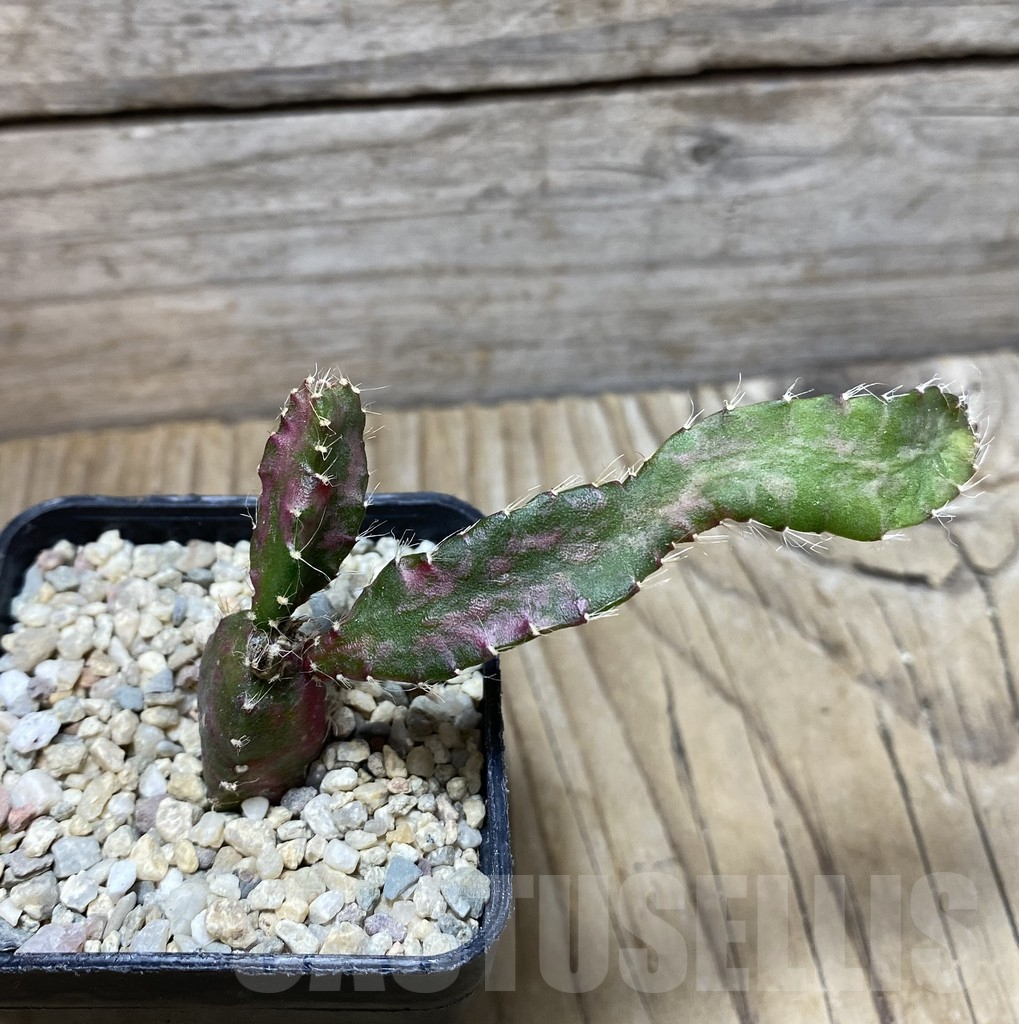 SHPR35690 Hylocalycium ‘Chimera variegata’ - Image 2