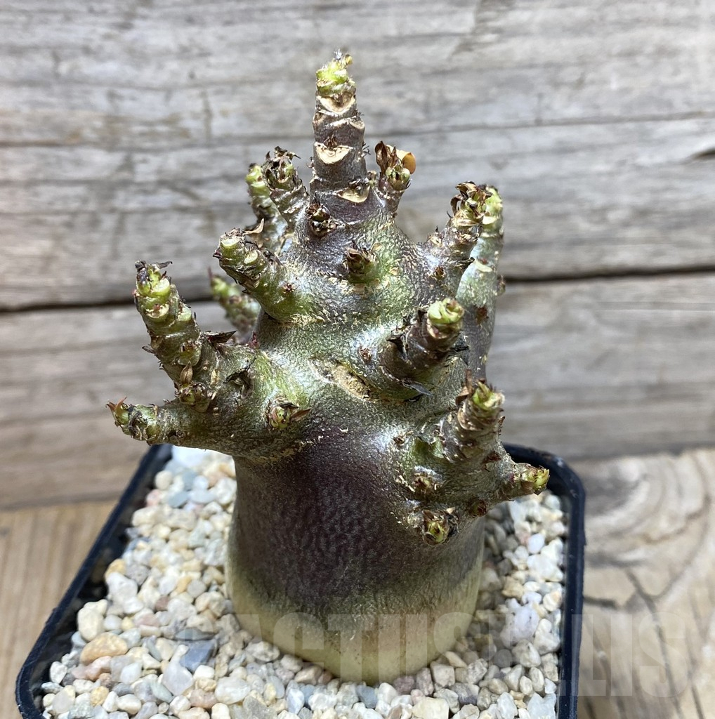 SHPR35691 Adenium arabicum ‘Black form’