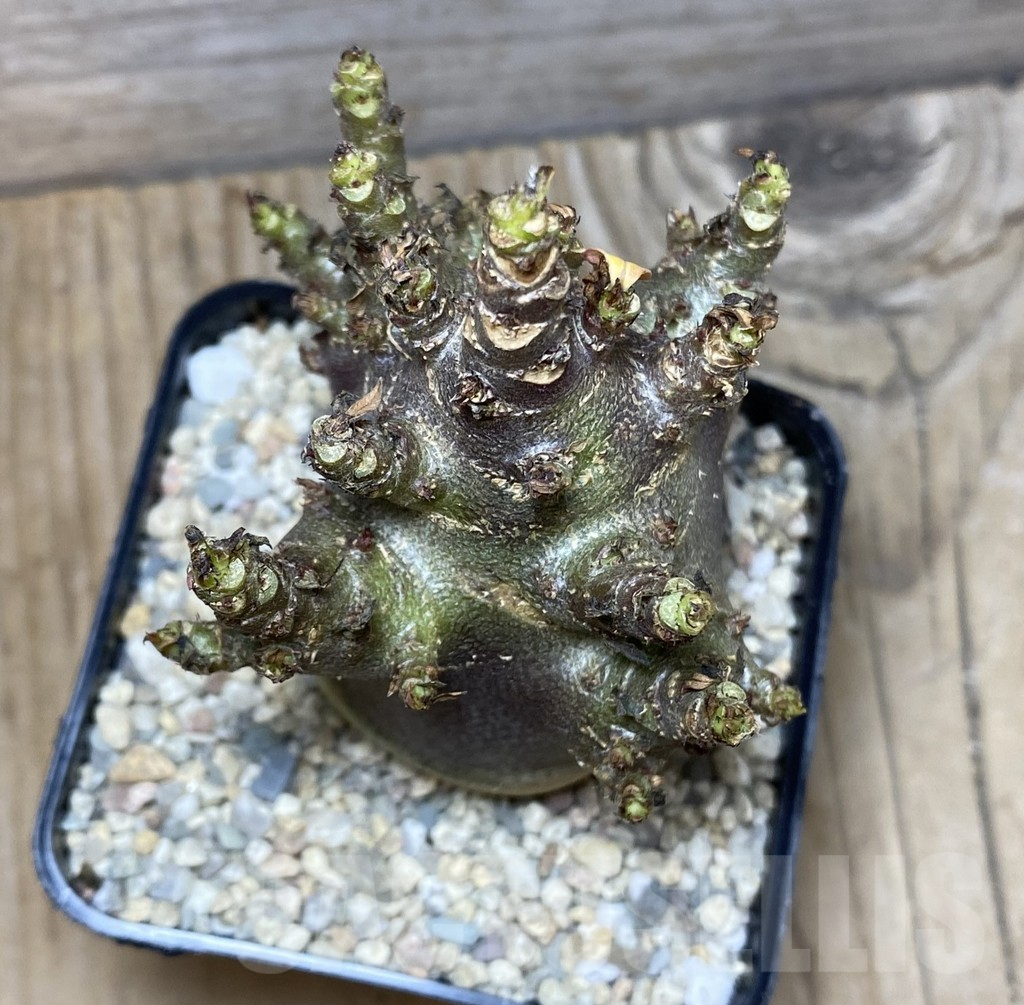 SHPR35691 Adenium arabicum ‘Black form’ - Image 2