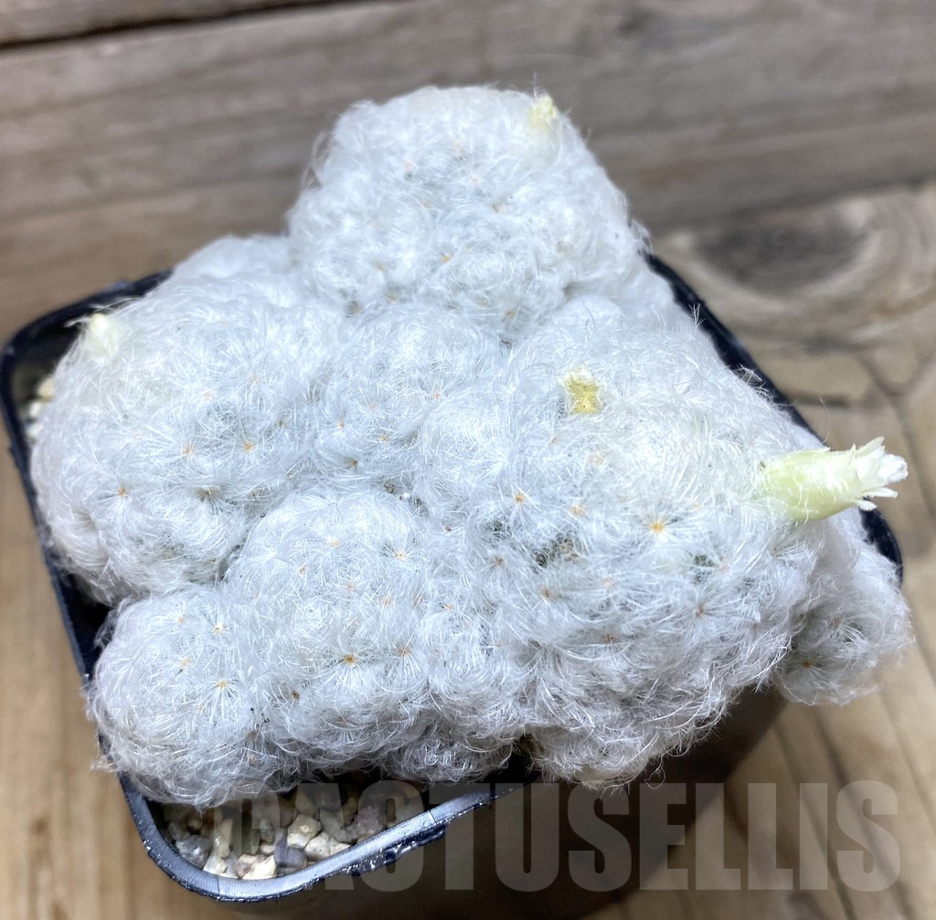 SHPR35693 Mammillaria plumosa