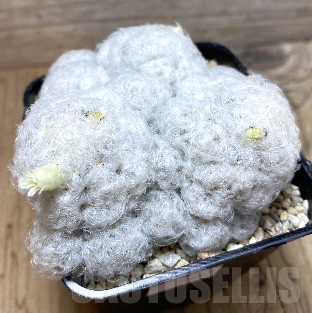 SHPR35693 Mammillaria plumosa - Image 2