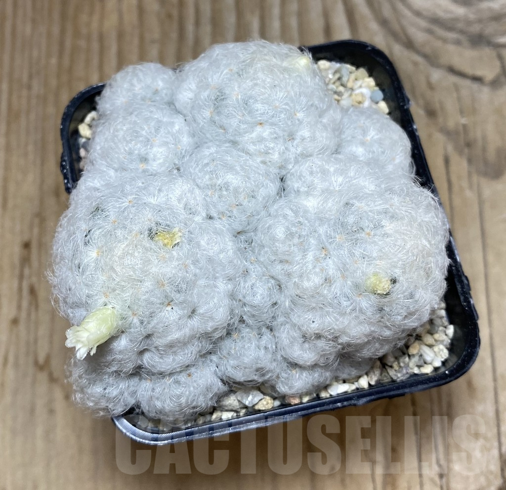 SHPR35693 Mammillaria plumosa - Image 3