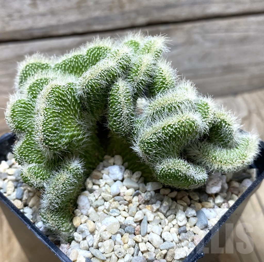 SHPR35694 Neobuxbaumia polylopha f. cristata - Image 2