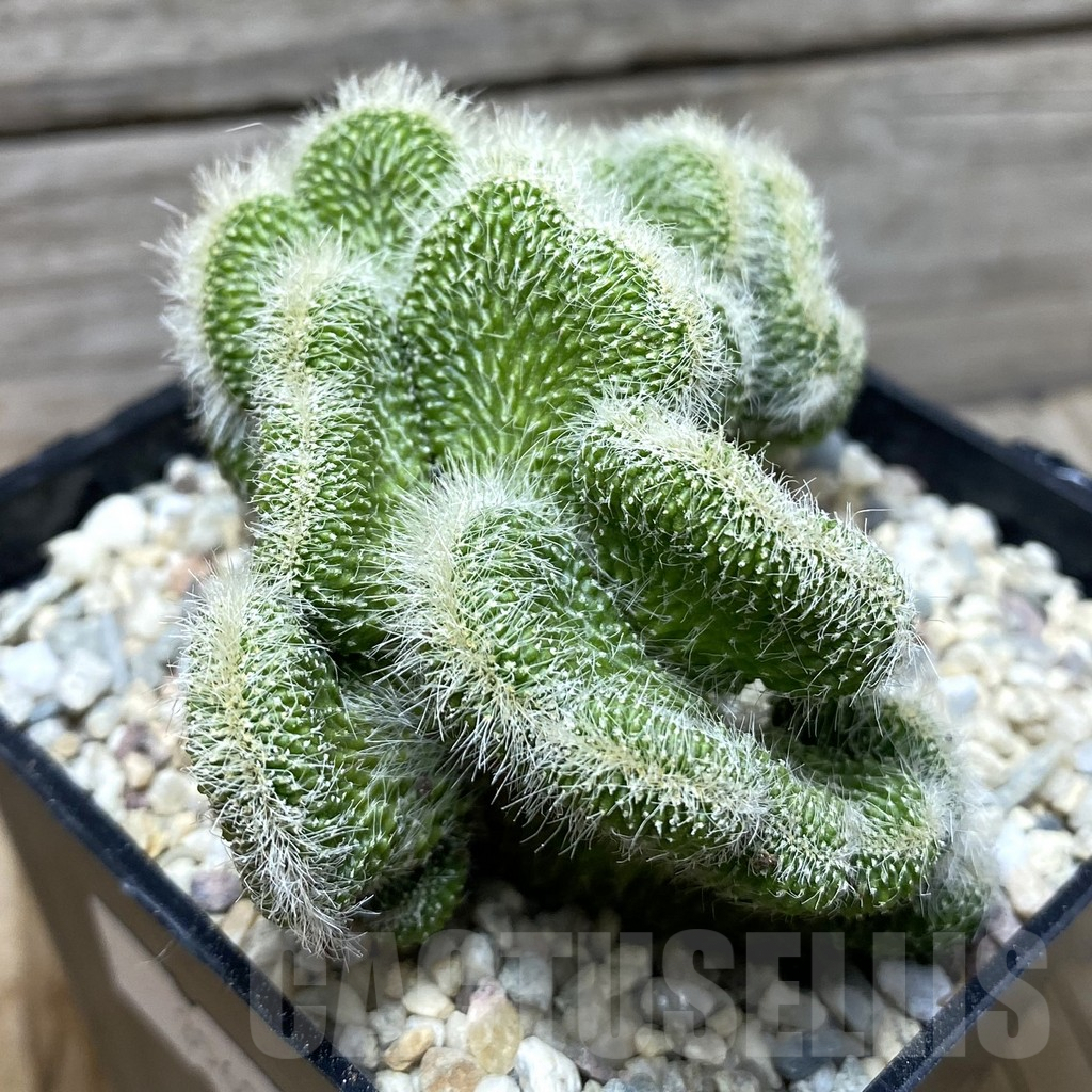 SHPR35694 Neobuxbaumia polylopha f. cristata