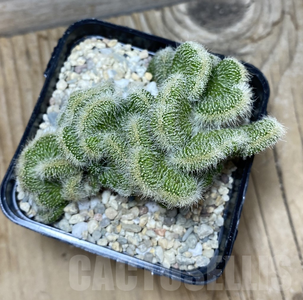 SHPR35694 Neobuxbaumia polylopha f. cristata - Image 3