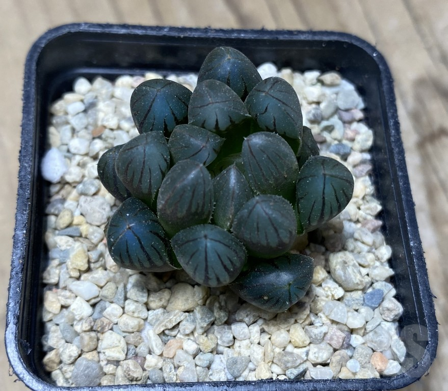 SHPR35770 Haworthia obtusa 'Black' - Image 2