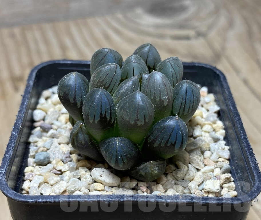 SHPR35770 Haworthia obtusa 'Black'