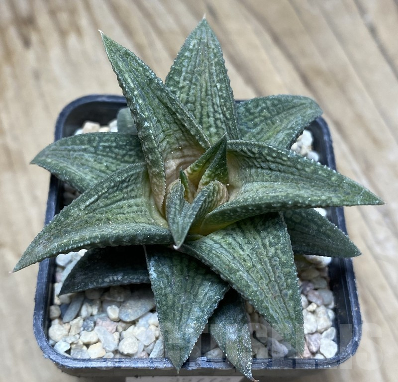 SHPR35772 Haworthia TB-1 - Image 2