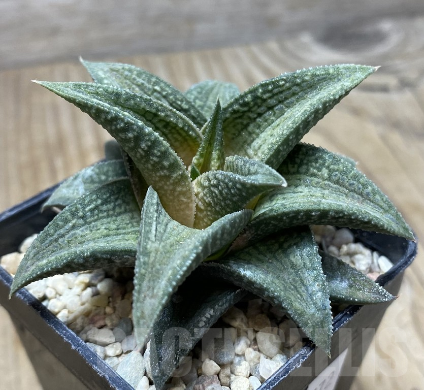 SHPR35772 Haworthia TB-1 - Image 3