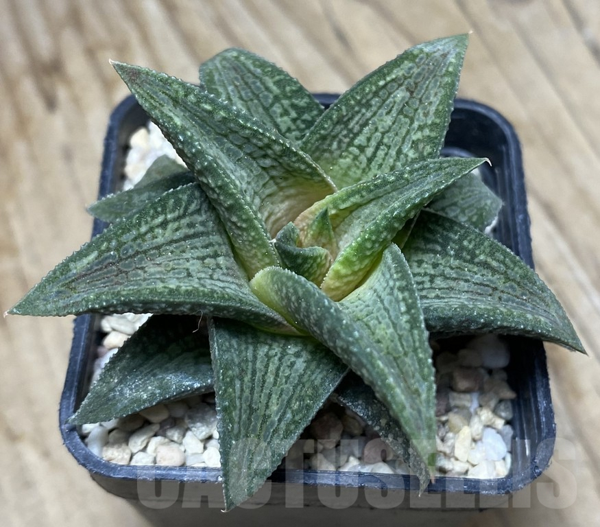 SHPR35773 Haworthia TB-1 - Image 2