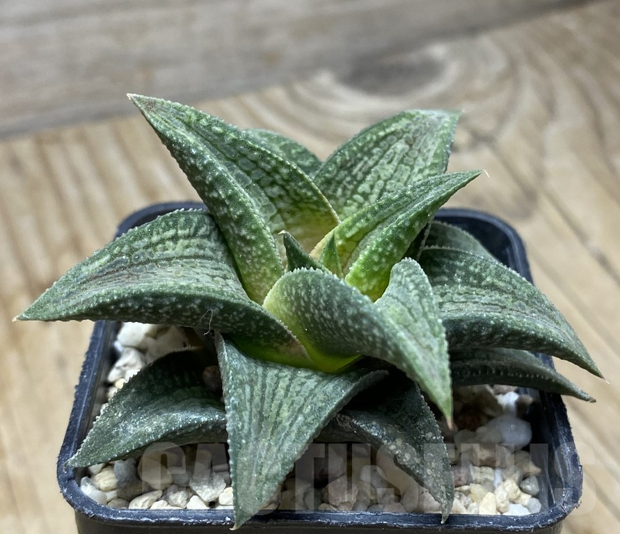SHPR35773 Haworthia TB-1 - Image 3