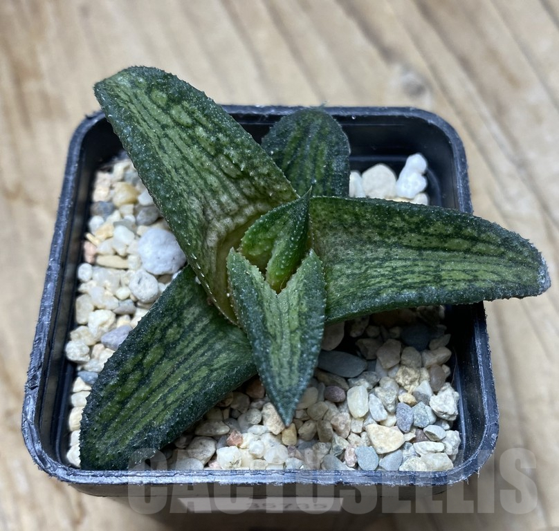 SHPR35735 Haworthia koelmaniorum hybrid T2 – Image 2
