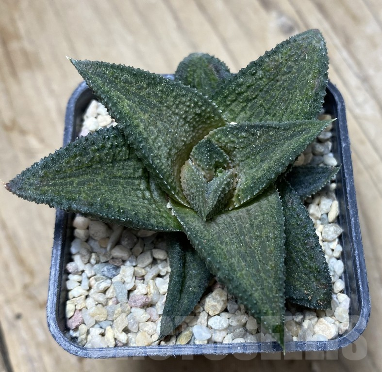 SHPR35741 Haworthia koelmaniorum hybrid T3 - Image 2