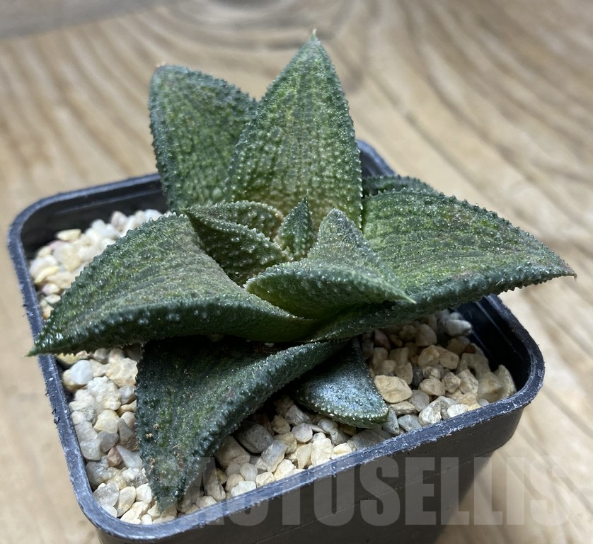 SHPR35741 Haworthia koelmaniorum hybrid T3 - Image 3