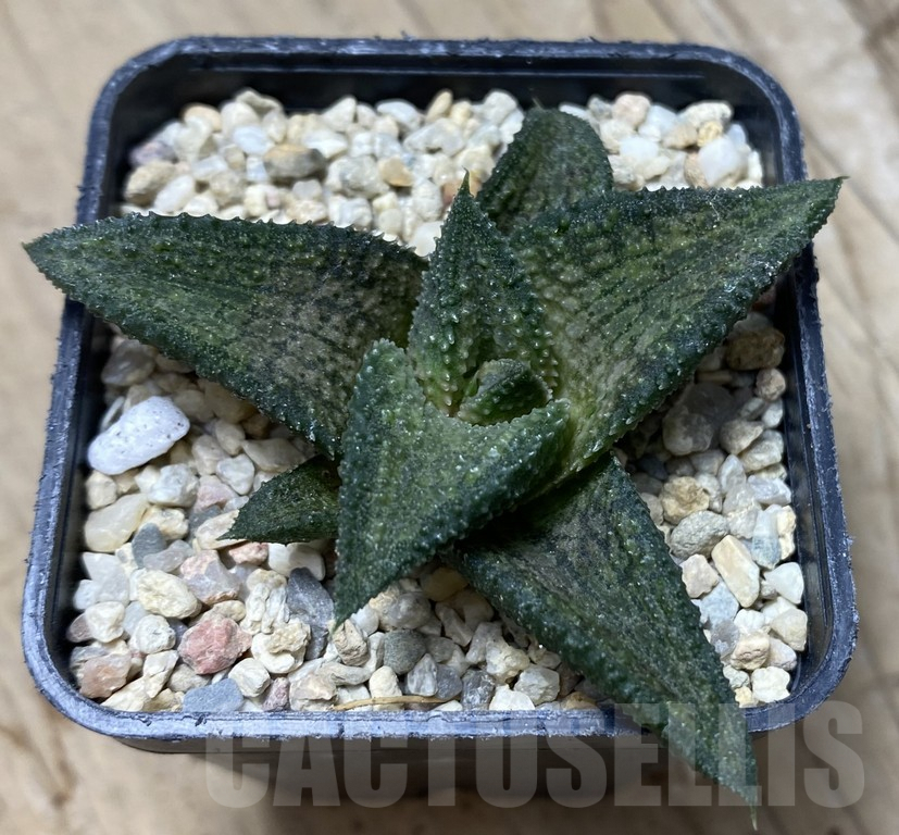 SHPR35742 Haworthia koelmaniorum hybrid T3 – Bild 2