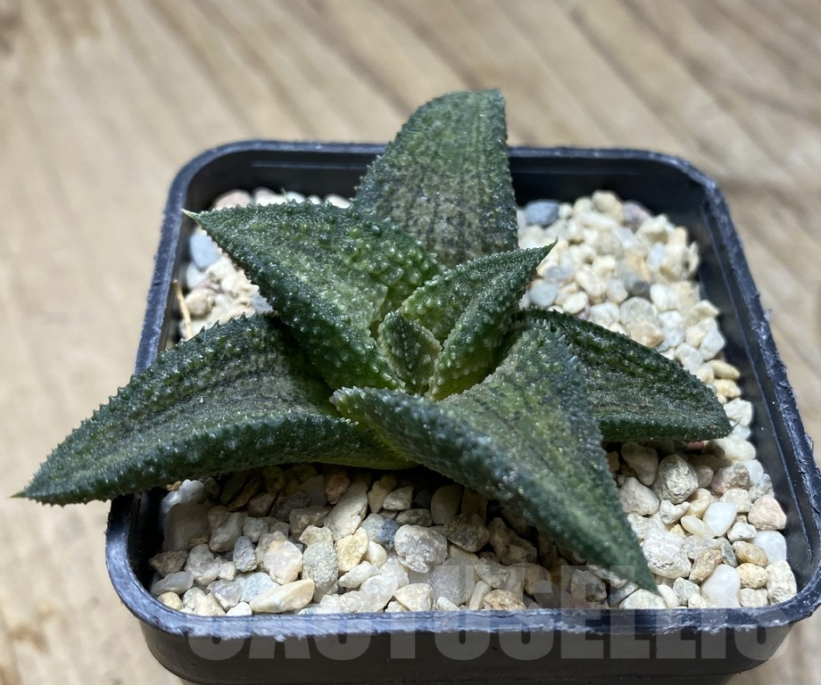SHPR35742 Haworthia koelmaniorum hybrid T3 – Bild 3