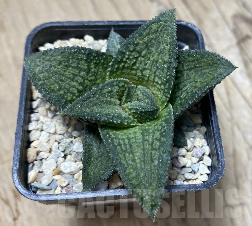 SHPR35743 Haworthia koelmaniorum hybrid T3 - Obrázek 2