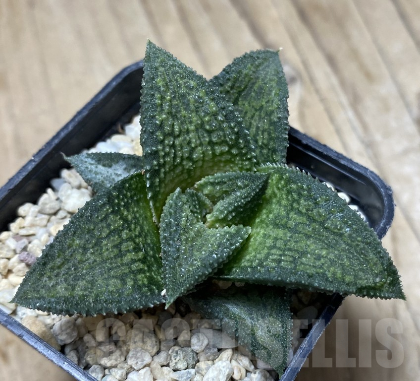 SHPR35743 Haworthia koelmaniorum hybrid T3 - Obrázek 3