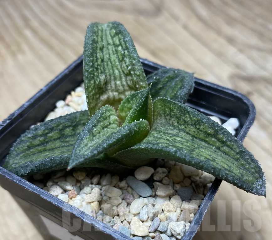SHPR35735 Haworthia koelmaniorum hybrid T2 – Image 3