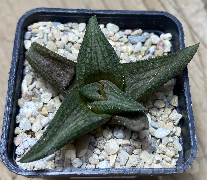 SHPR35745 Haworthia 'Sugriva' - Image 2