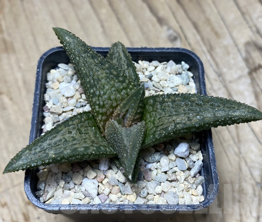 SHPR35749 Haworthia 'White Kin' - Obrázek 2