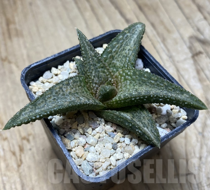 SHPR35749 Haworthia 'White Kin' - Obrázek 3