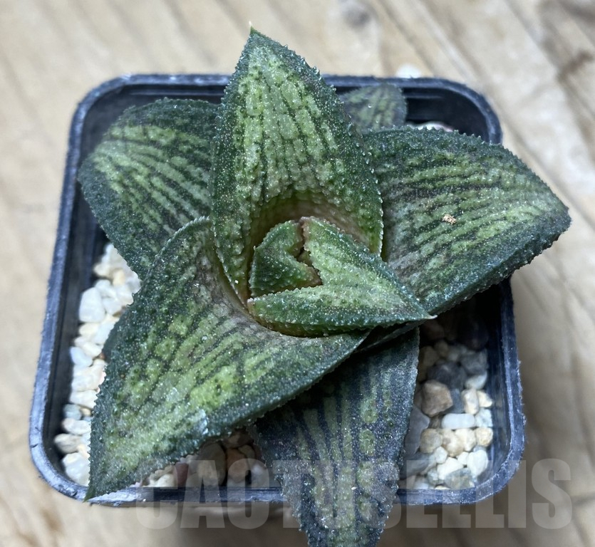 SHPR35750 Haworthia koelmaniorum hybrid T1 - Obrázek 2
