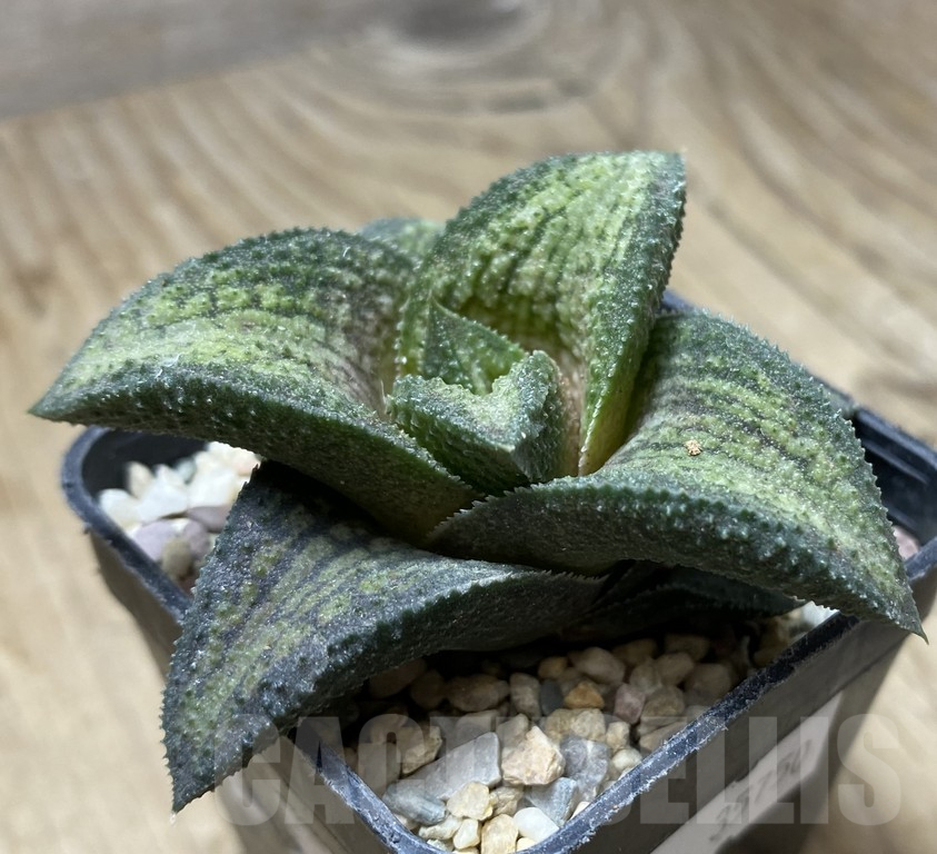 SHPR35750 Haworthia koelmaniorum hybrid T1 - Obrázek 3