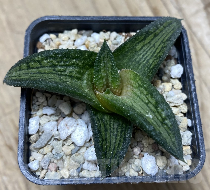 SHPR35736 Haworthia koelmaniorum hybrid T2 – Bild 2