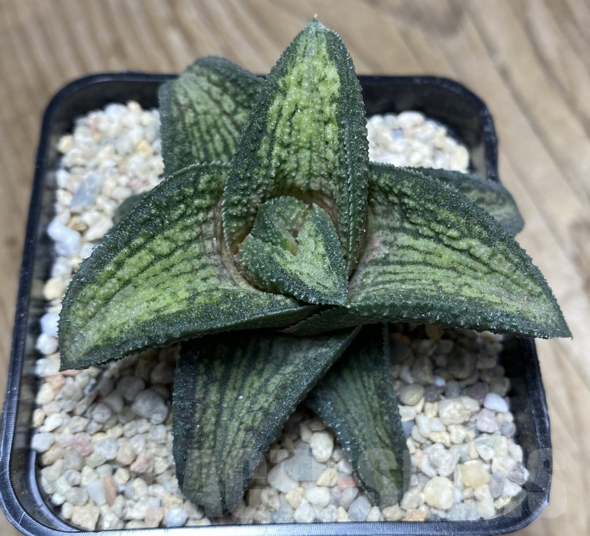 SHPR35752 Haworthia koelmaniorum hybrid T1 - Зображення 2