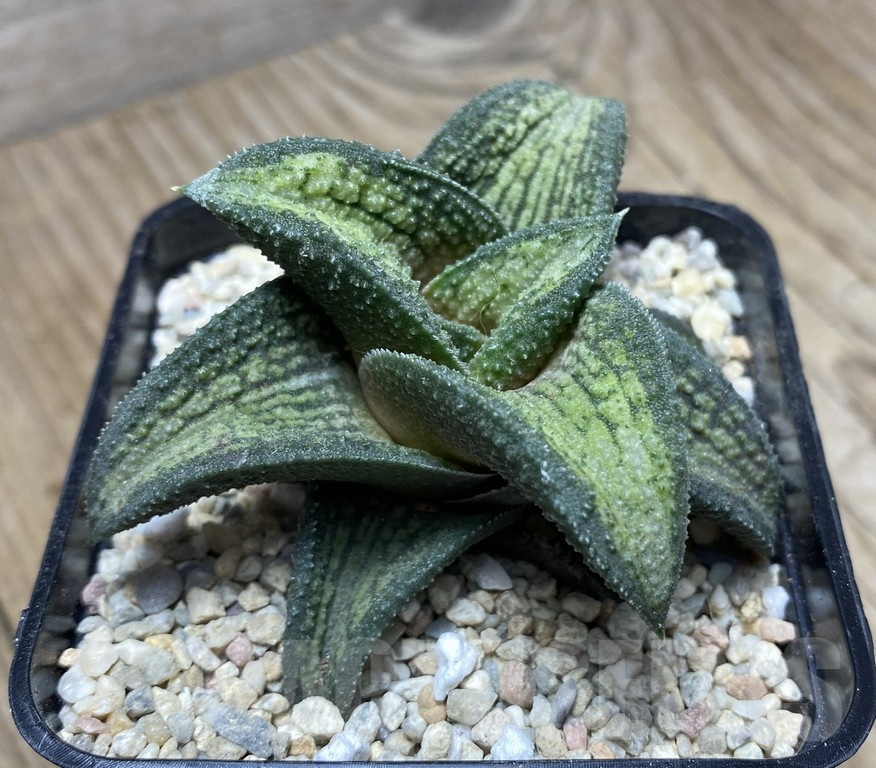 SHPR35752 Haworthia koelmaniorum hybrid T1 - Зображення 3