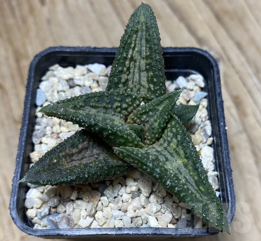 SHPR35753 Haworthia 'Kin N' - Imagen 2