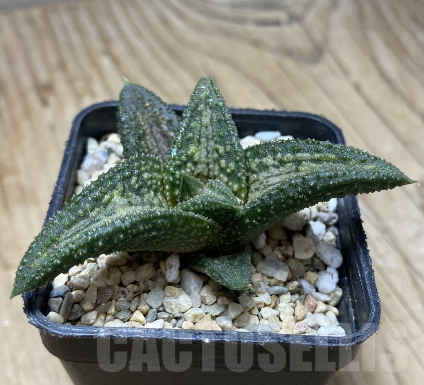 SHPR35753 Haworthia 'Kin N' - Imagen 3
