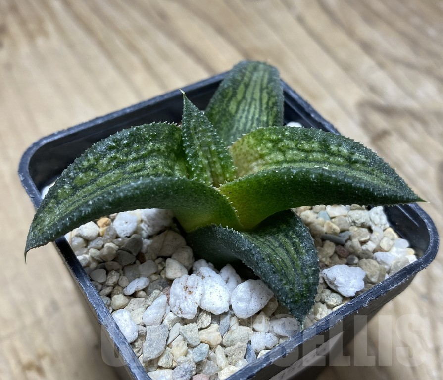 SHPR35736 Haworthia koelmaniorum hybrid T2 – Bild 3