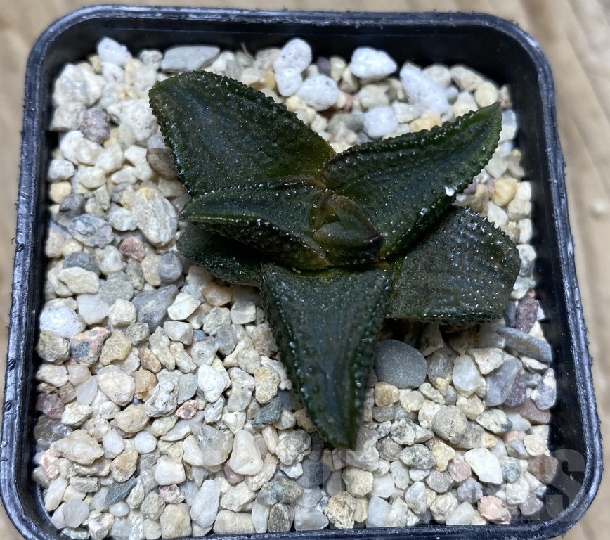 SHPR35755 Haworthia koelmaniorum CH-2 - immagine 2