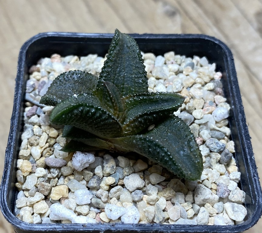 SHPR35755 Haworthia koelmaniorum CH-2 - immagine 3