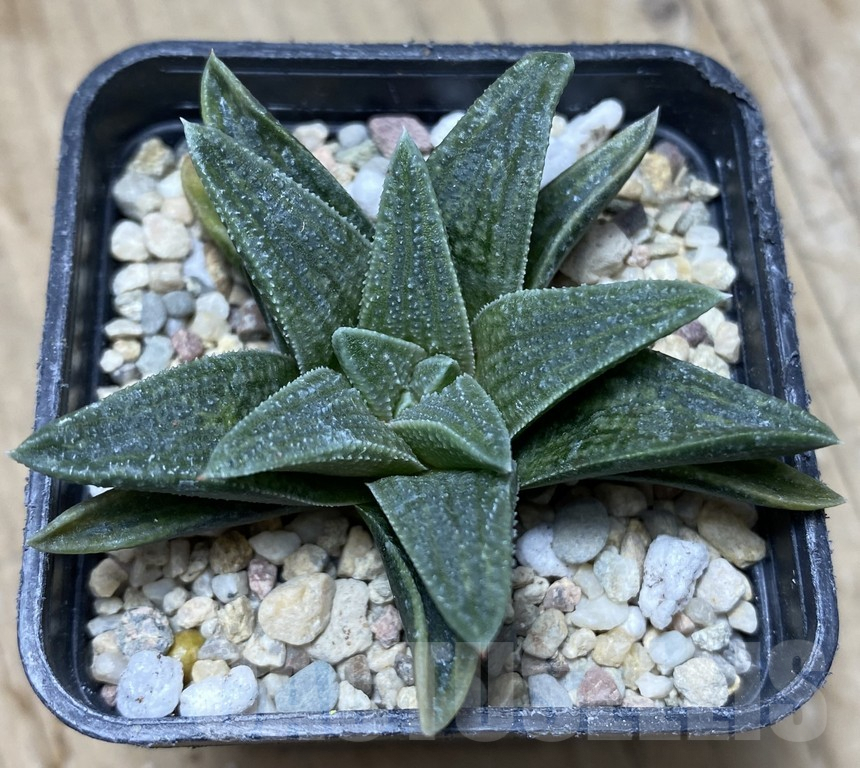 SHPR35758 Haworthia 'Crocodile Rock'
