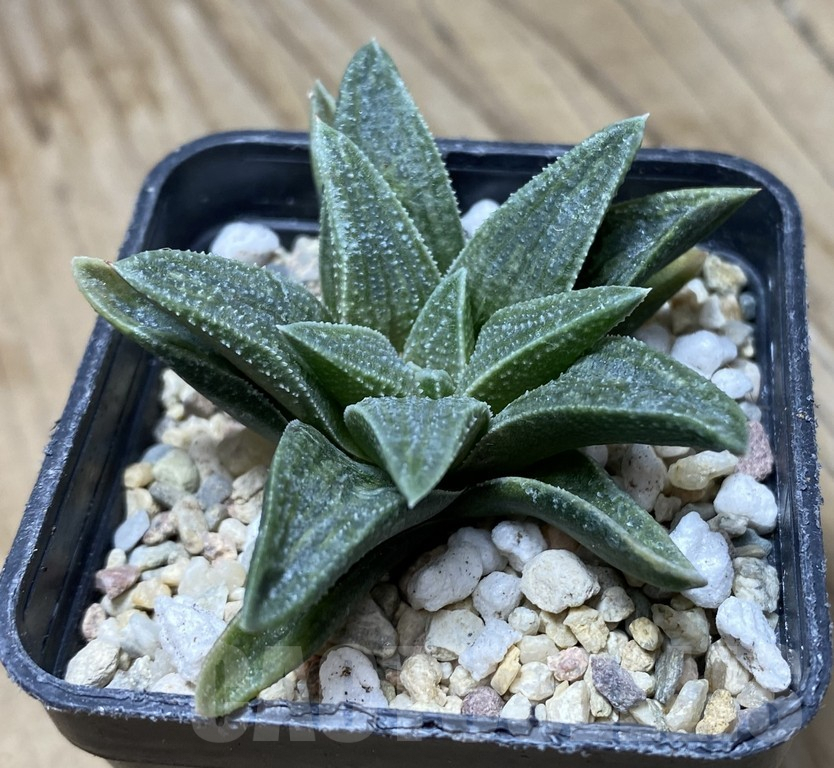 SHPR35758 Haworthia 'Crocodile Rock' - immagine 2