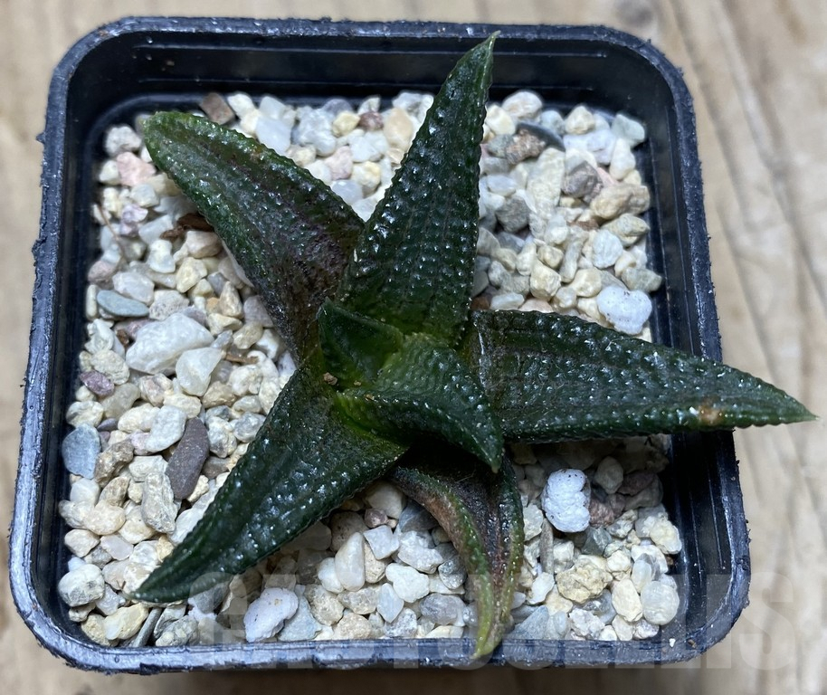 SHPR35760 Haworthia koelmaniorum 'MEGA' - Image 2