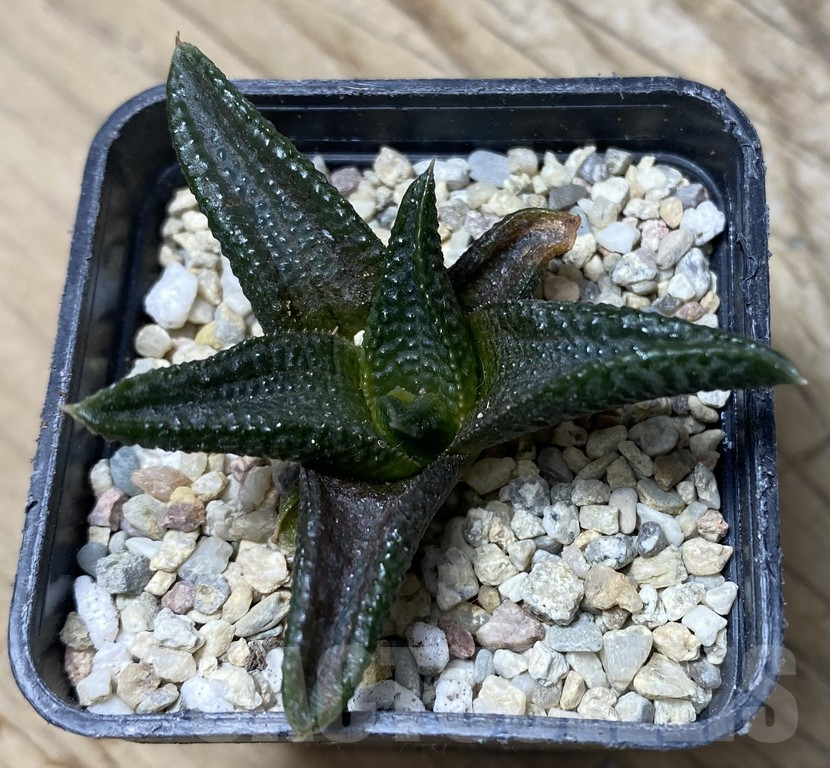 SHPR35761 Haworthia koelmaniorum 'MEGA' - Image 2