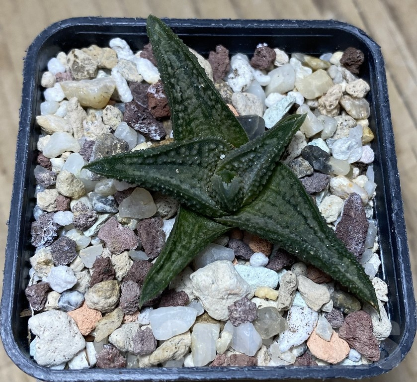 SHPR35762 Haworthia 'Silver Oak' - immagine 2