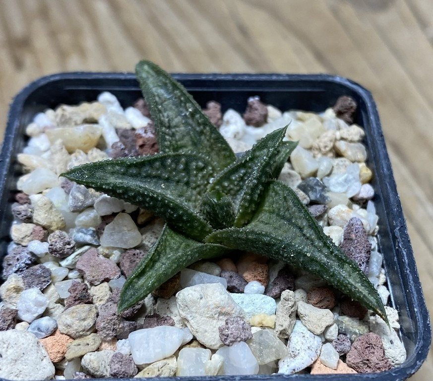 SHPR35762 Haworthia 'Silver Oak' - immagine 3