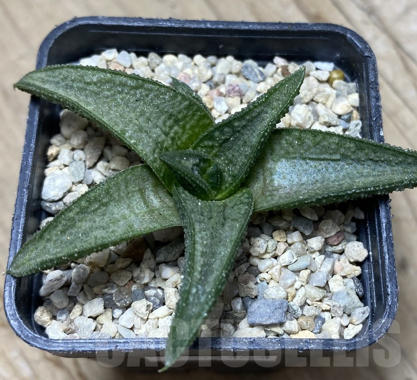 SHPR35763 Haworthia 'Silver Oak' - immagine 2