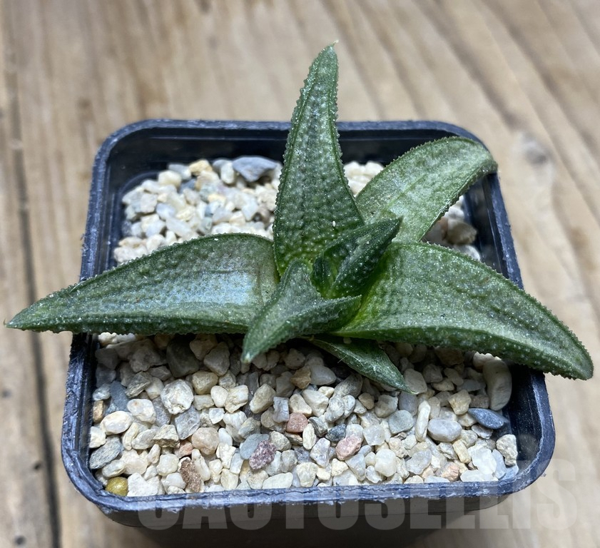 SHPR35763 Haworthia 'Silver Oak' - immagine 3