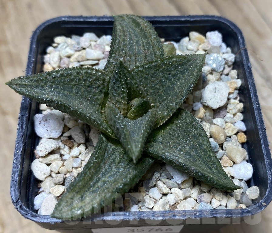 SHPR35766 Haworthia 'Gintaikyou' x koelmaniorum – Image 2