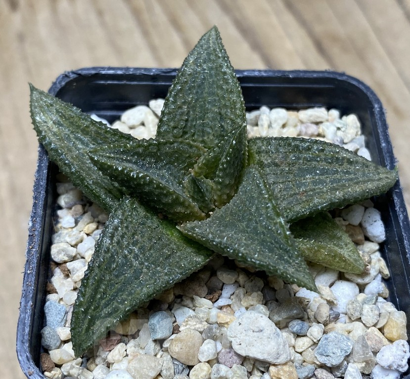 SHPR35766 Haworthia 'Gintaikyou' x koelmaniorum – Image 3