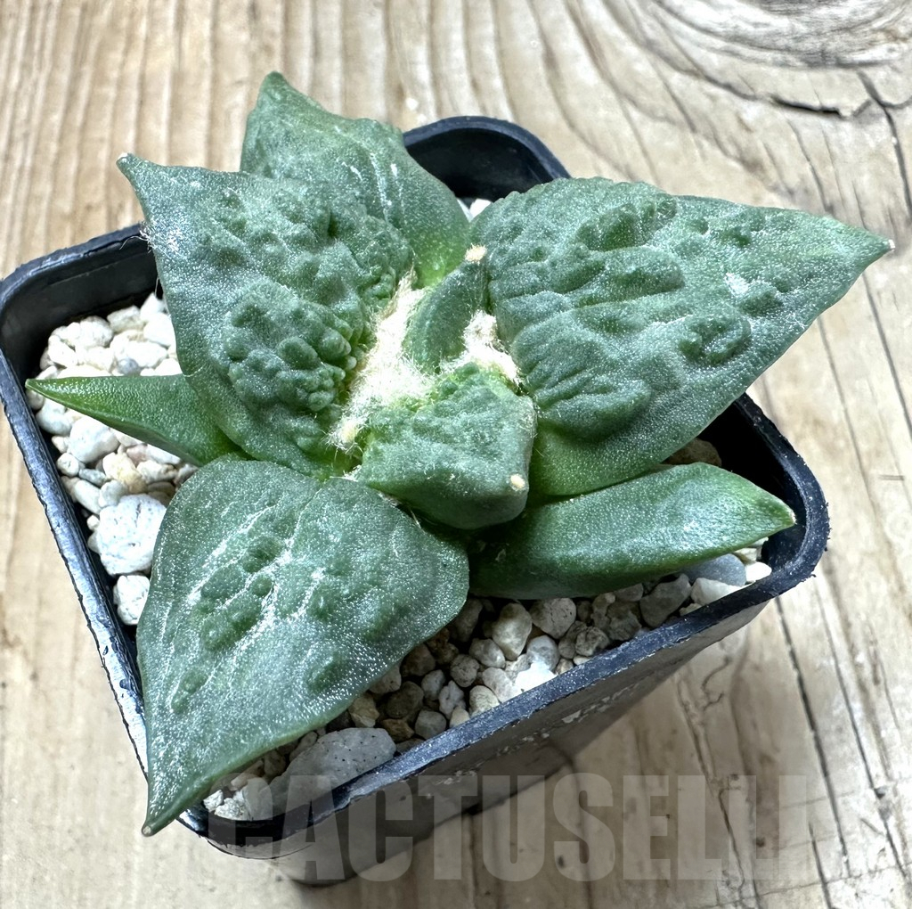 SHPR35879 Ariocarpus retusus ‘Cauliflower’ hybrid own roots, seedling - Image 2