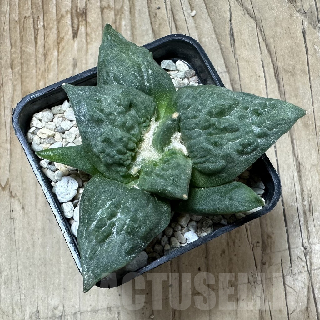 SHPR35879 Ariocarpus retusus ‘Cauliflower’ hybrid own roots, seedling - Image 3